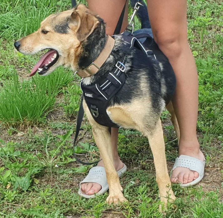 Jacky- wierny przyjaciel na dobre i na złe