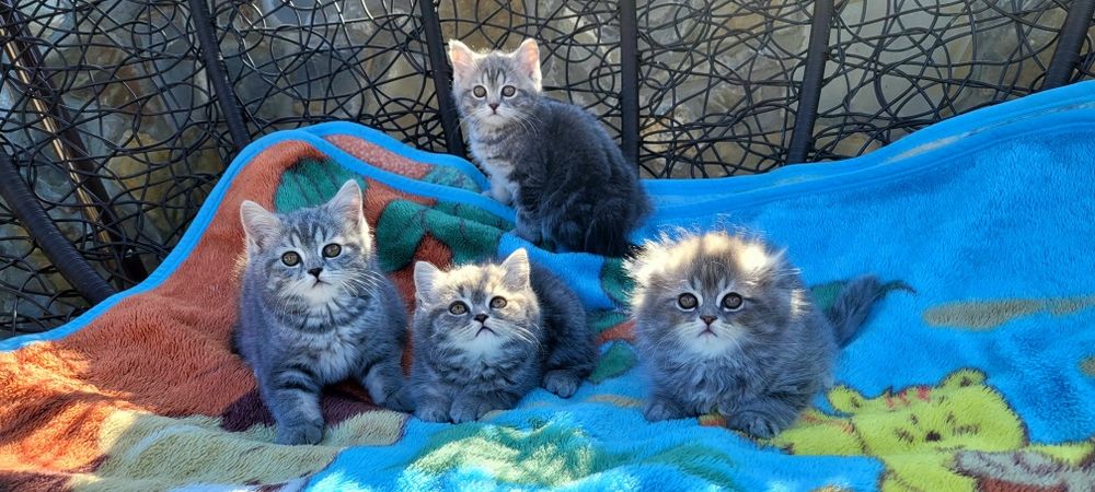 Шотландські кошенята!