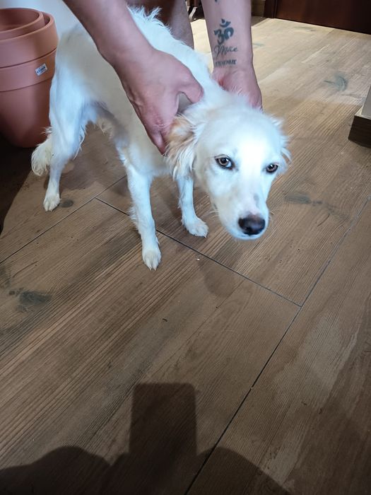Filhote cão 6 meses