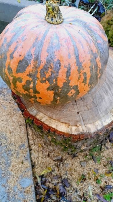 Nasiona dyni Rembrandt