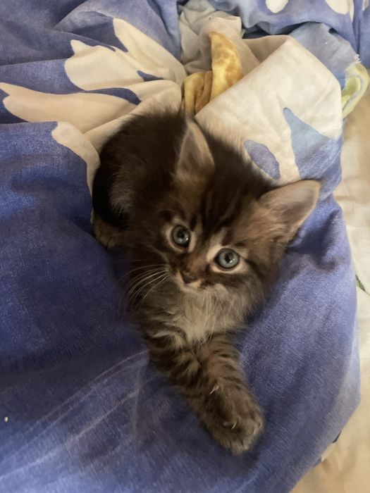 Дарую активних кошенят