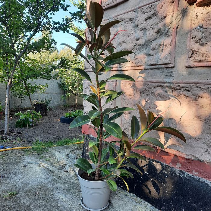 Кімнатні рослини