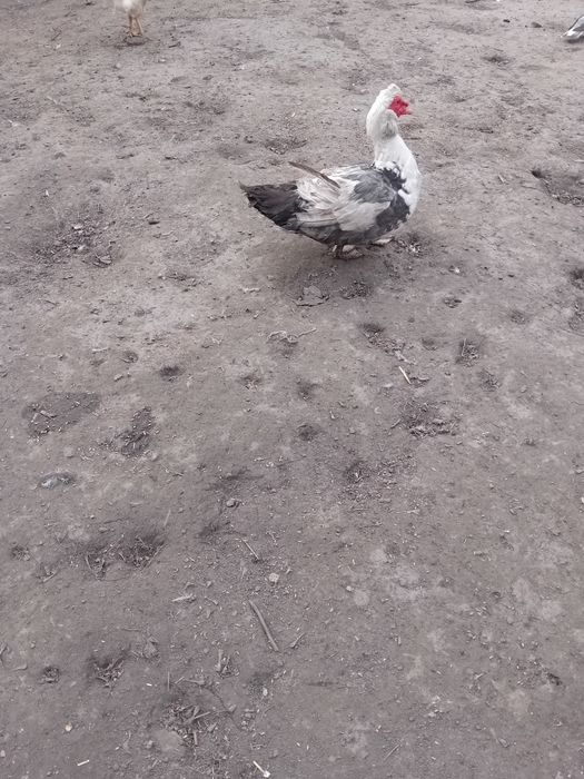 Kaczory piżmowe/zamiana lub sprzedaż