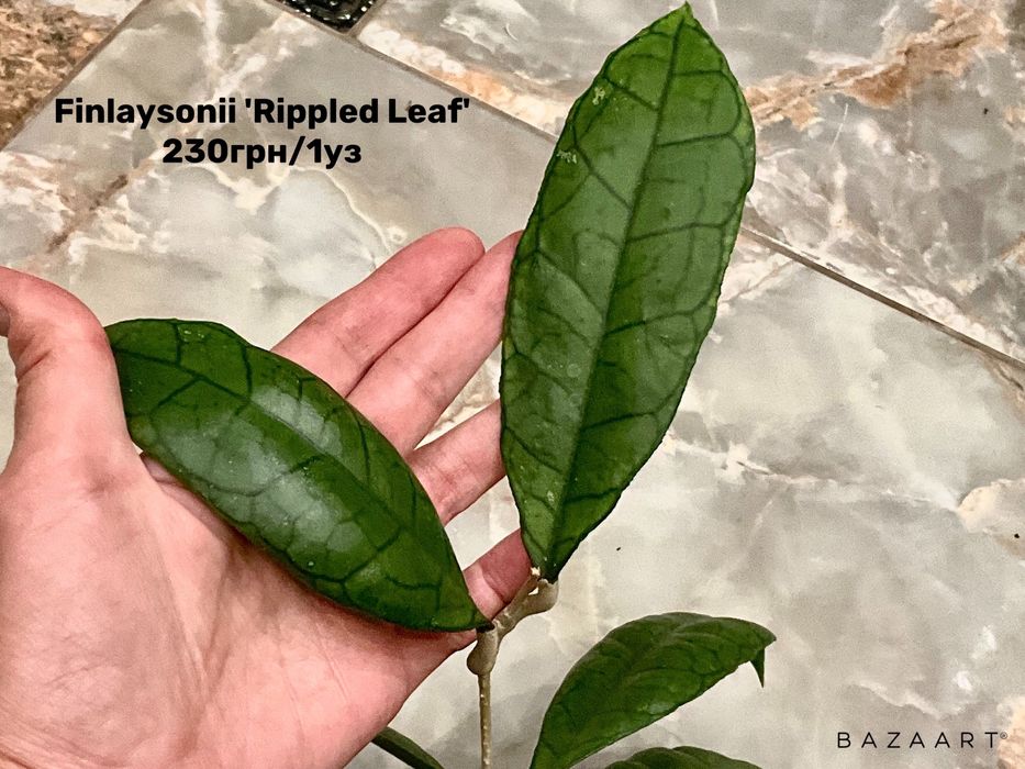 Хойя срез сорта