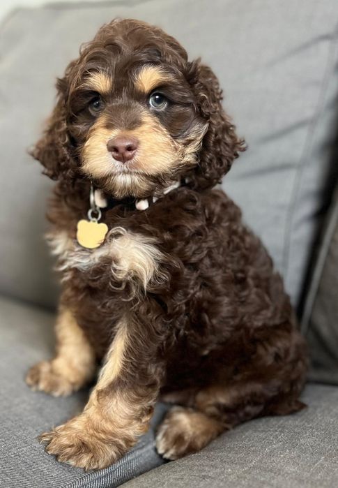 Uroczy piesek  American Cockapoo chocolate tan - cocker amerykański & pudel