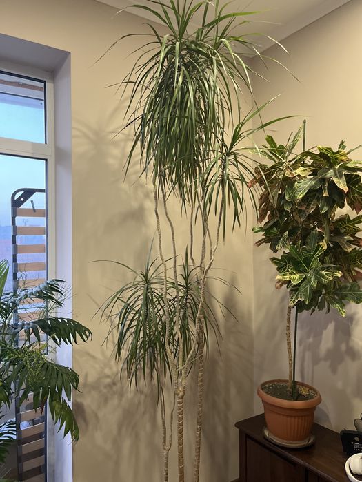 Вазон Драцена , висота 260см!
