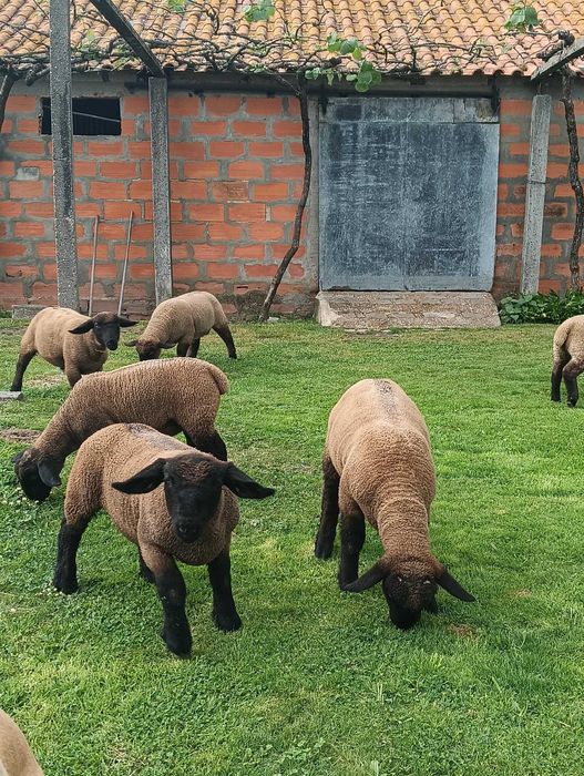 Borregos Suffolk Puros