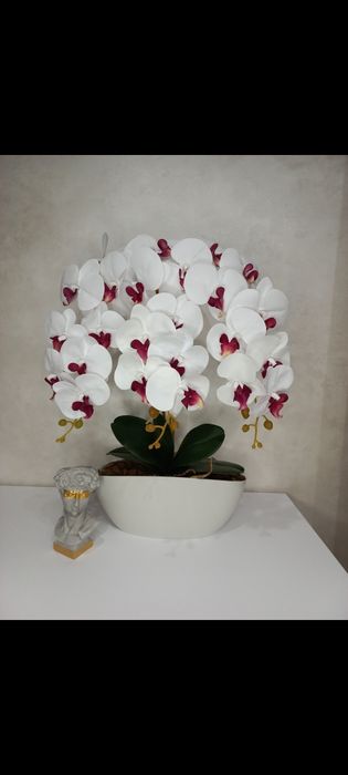 Орхідея латексна,латексная орхидея