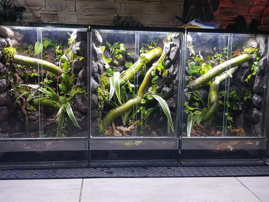 Terrarium tropikalne gekon