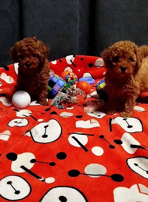 Мальчишки пуделя