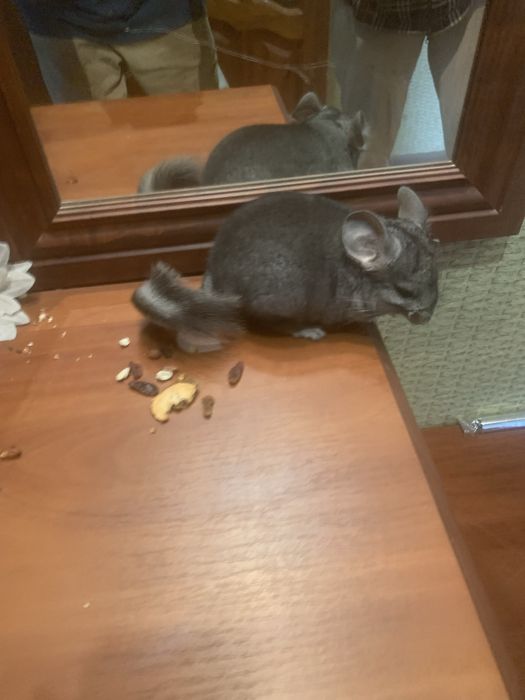 Домашні ручні гризуни