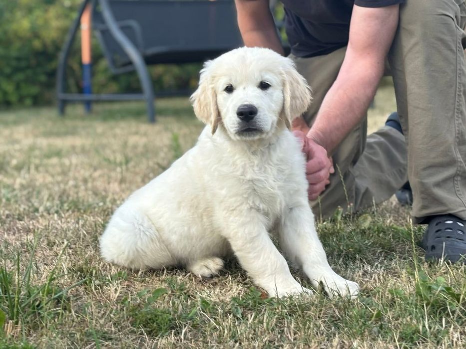 Golden Retriever ZKwP/FCI gotowe do odbioru