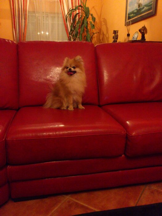 Sptiz Alemão Anão/Lulu da Pomerânia