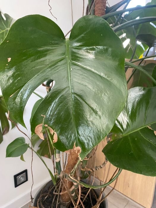 Duża Monstera deliciosa 220 cm