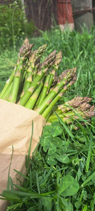 Спаржа свіжа (аспарагус, asparagus)