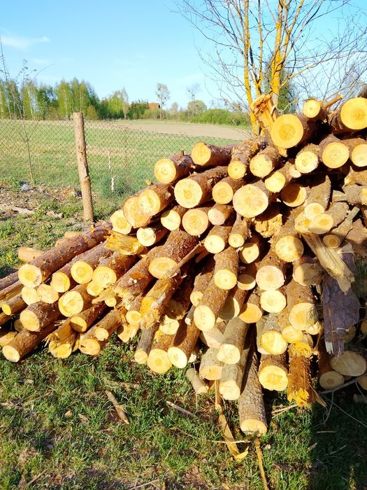 Drewno sosna świerk opalowe