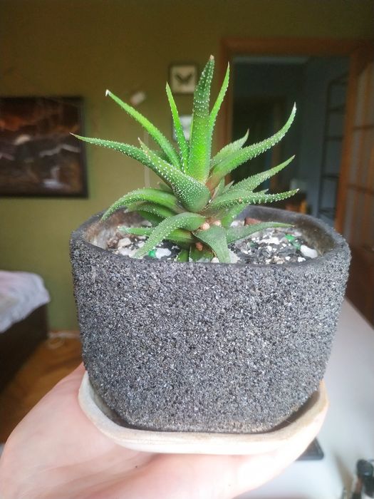Хавортия с вазоном,суккулент