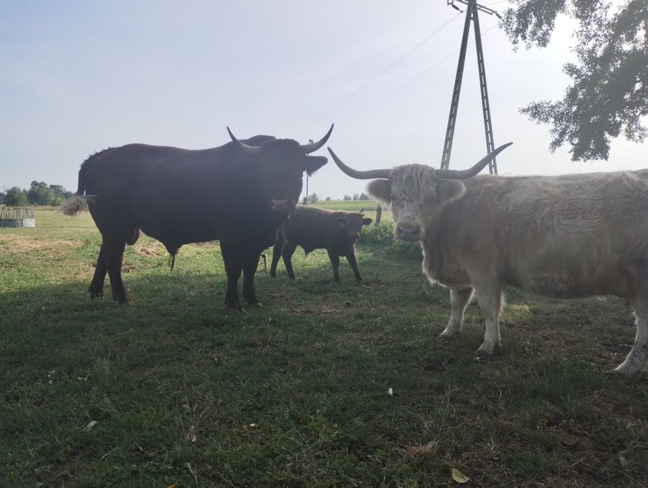 Byczki odsadki Salers highland cattle