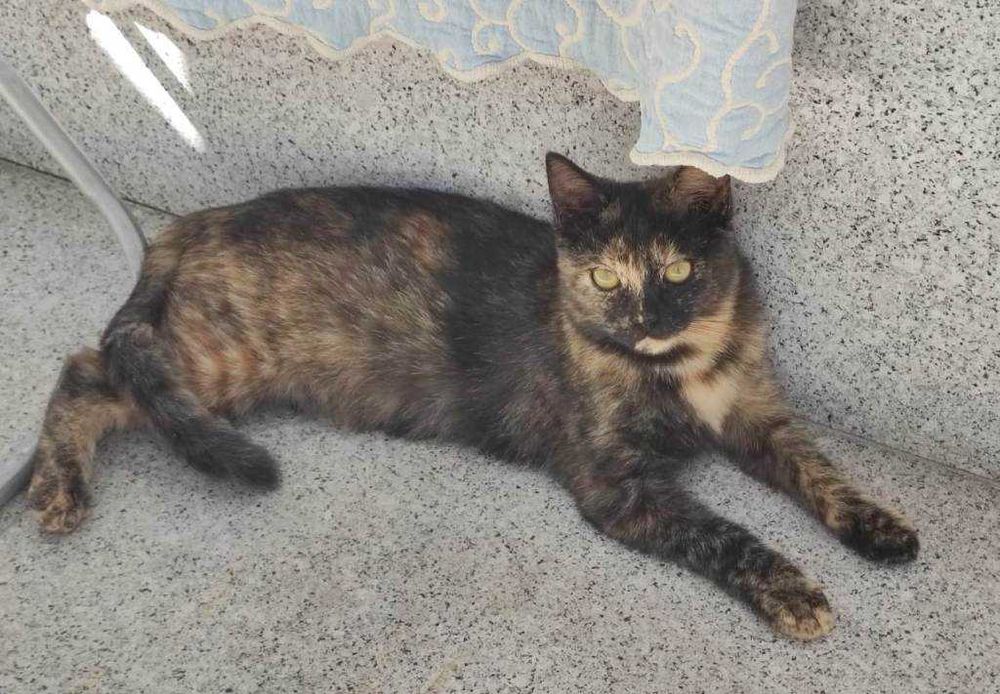 Gatinha para doação responsável