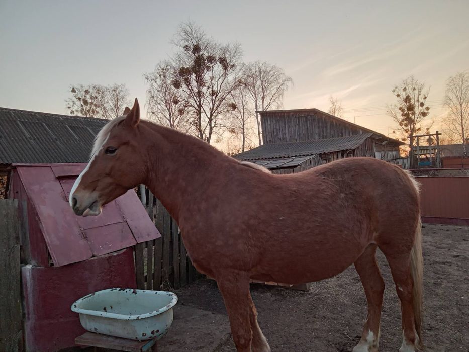 Продам кобилк робочу