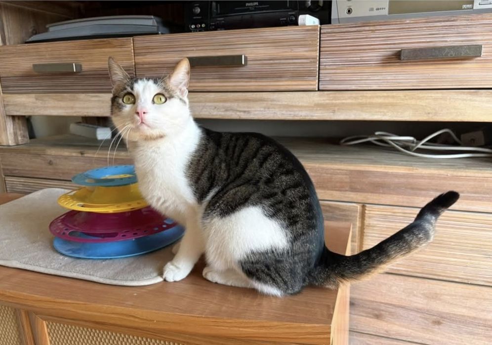 Cudowny kocurek czeka na dom