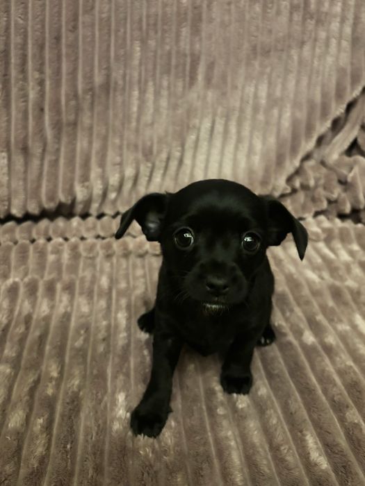 szczeniaki  Zarezerwowane