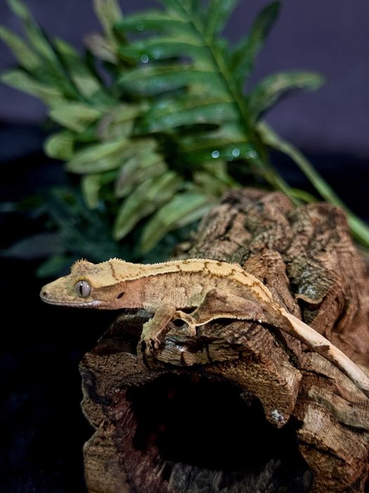 Gekon Orzęsiony po samcu Lilly White