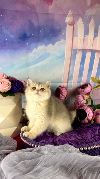 Do sprzedania rodowodowy kocurek brytyjski krótkowłosy