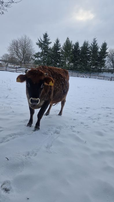 Krowa Jersey cielna 3 lata