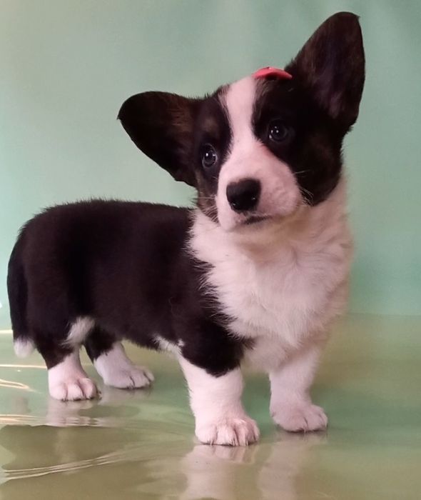 Маленька красуня  коргі кардіган.