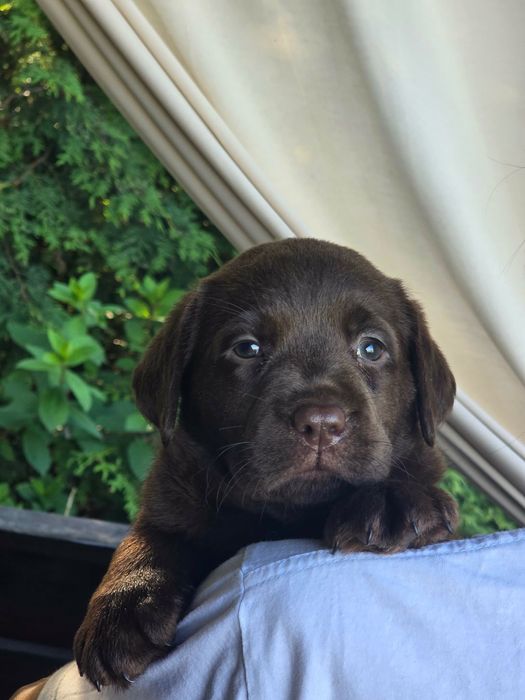 Labrador Retriever ZKwP/FCI - czekoladowa dziewczynka