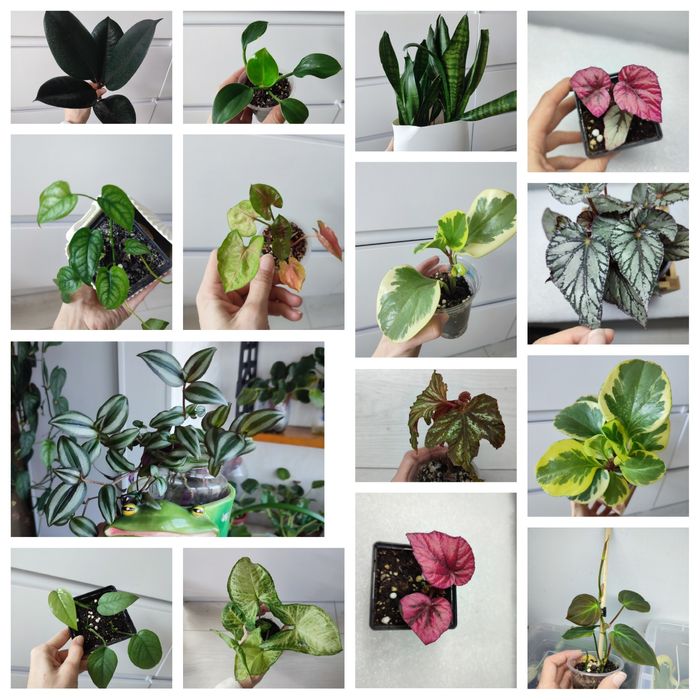 Продаж рослин, кімнатні рослини