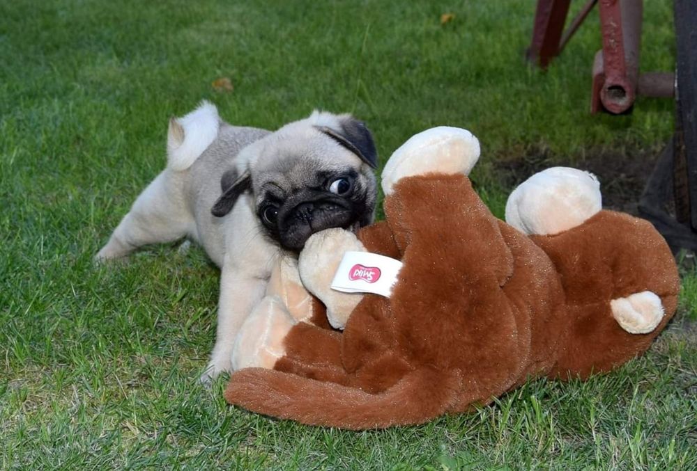 Mops mopsik mopsy ZKwP FCI