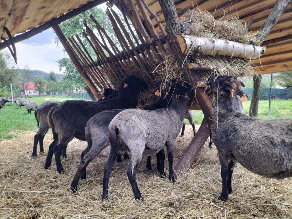 JAGNIĘTA WRZOSÓWKI OWCE, jagnięcina tuszki