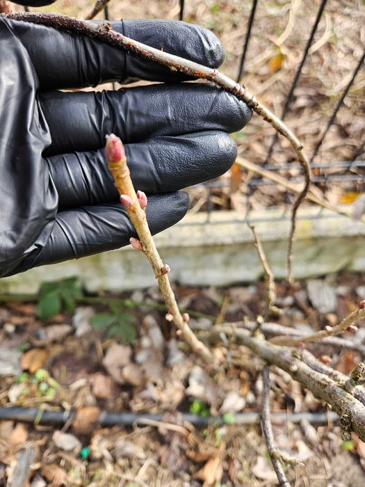 Mini Kiwi aktinidia sztobry patyczki różne odmiany nadwyżki własne 3zł