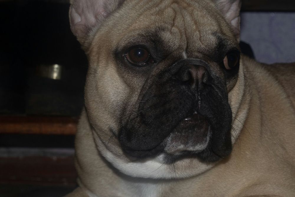 Молодий та дуже перспективний кобель!