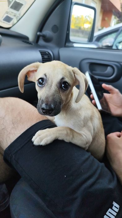 Cadelinha raçada de pinscher