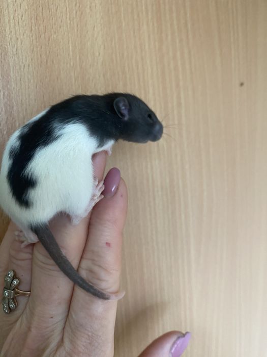 Маленькі щури криси пацючки