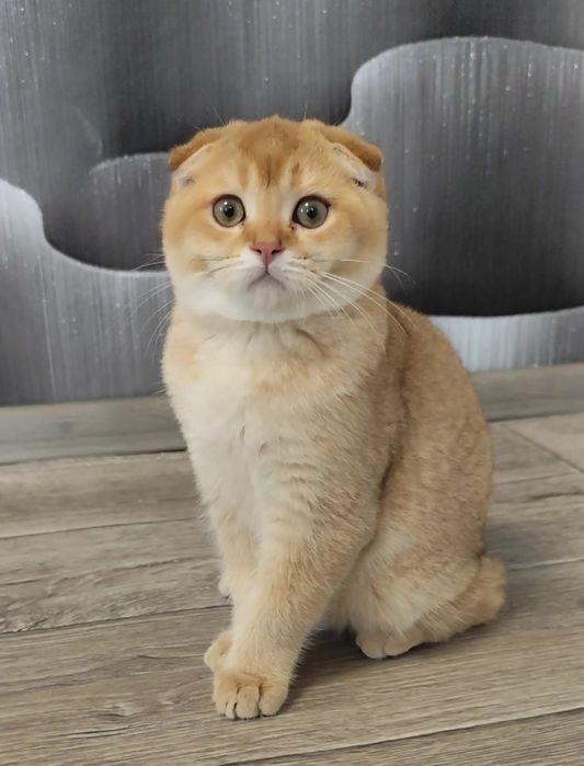 Милі кошенята золота шиншила висловухі хлопчик дівчинка