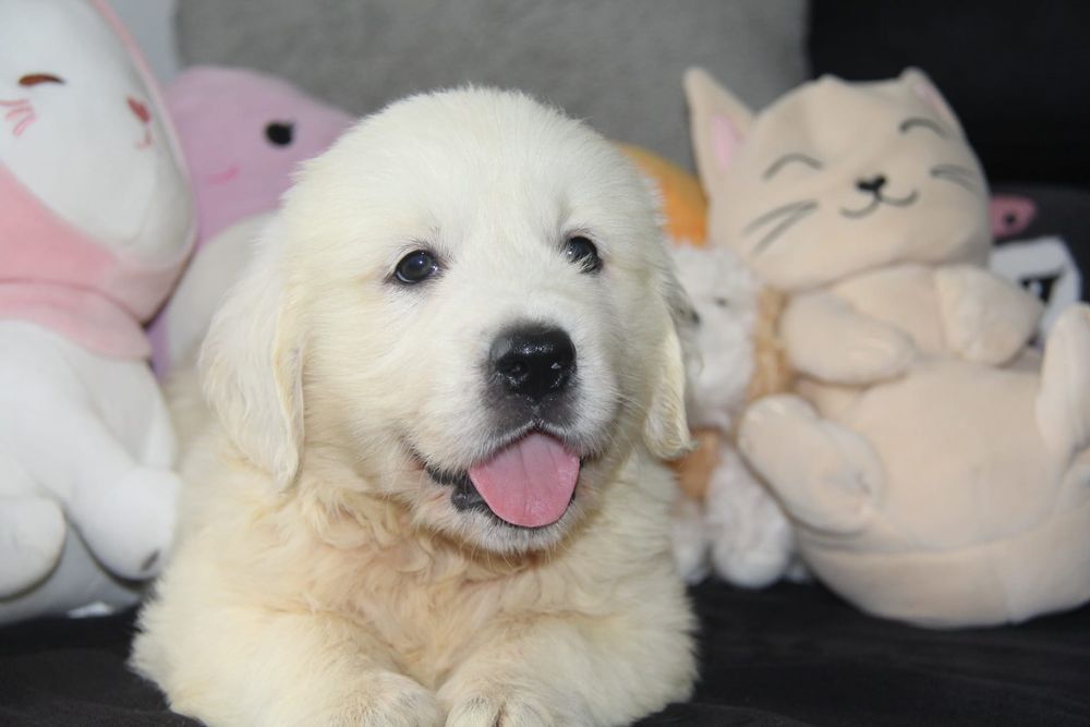 Golden Retriever com Lop e Afixo