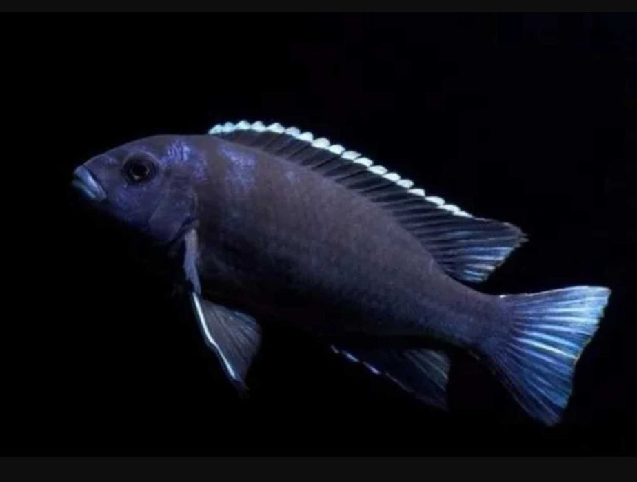 Pseudotropheus acei Ngara - Pyszczak - Pyszczaki - dowozimy, wysyłamy