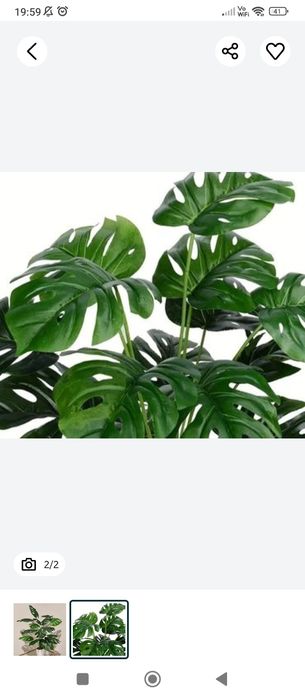 Kwiat monastera dekoracja