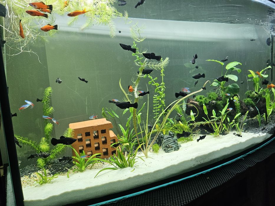 Molinezje  mix różne kolory