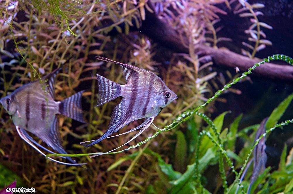 Ryby akwariowe, krewetki, raki crystal, amano sakura, cena od 3.6zł