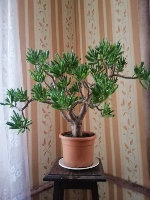 Красула Хоббит (красула овата Голлум)