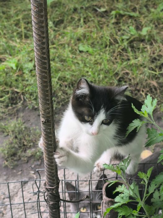 Віддам кішку 3 місяці, безкоштовно