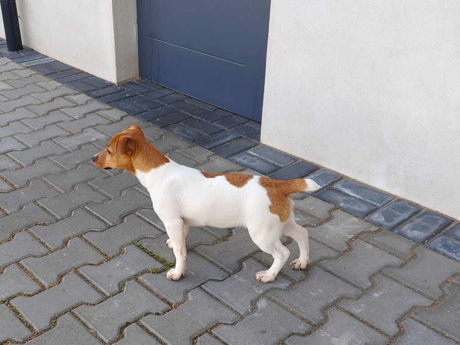 Suczka Jack Russell Terrier