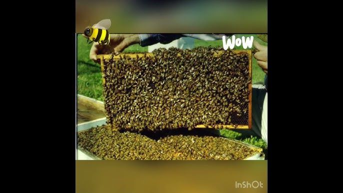 Продам пчел, два отводка