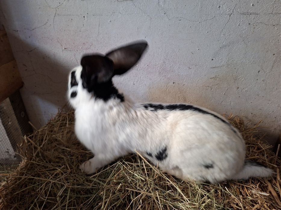 Królik samiec srokacz