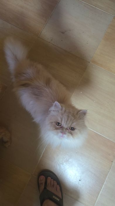 Gatos persas para dar a pessoas responsáveis